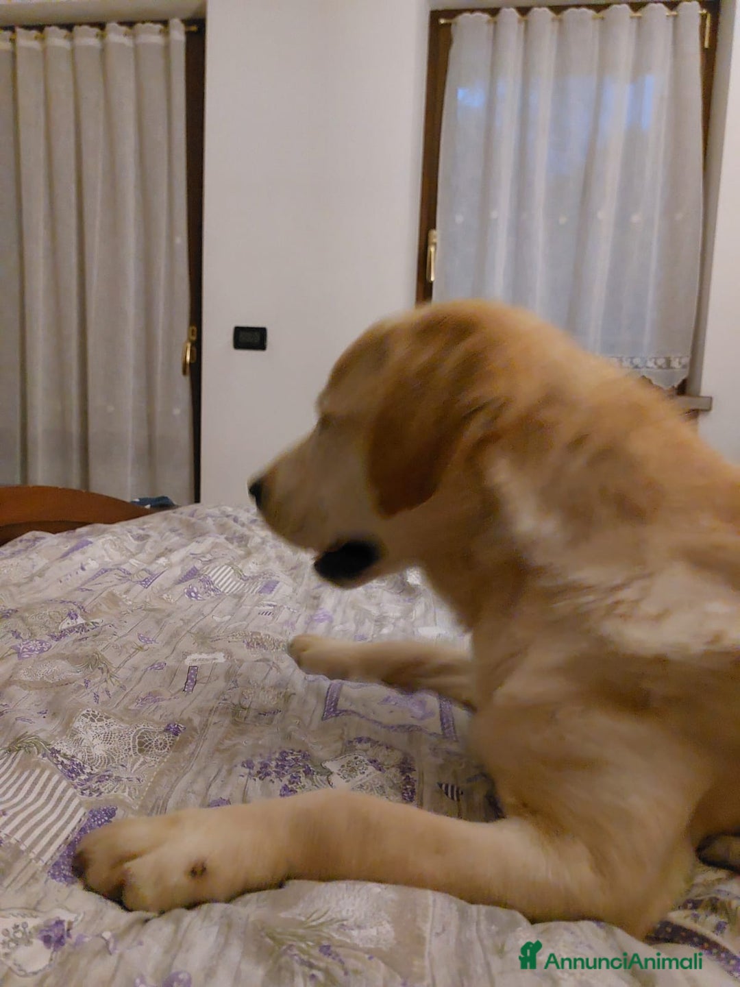 Labrador cani in vendita: Labrador chocolate  neri e miele  a Province of Verona - Immagine 8