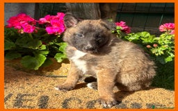 Pastore Belga cani in vendita: Cuccioli Pastore Belga Laekenois  a Città Metropolitana di Firenze - Immagine 11