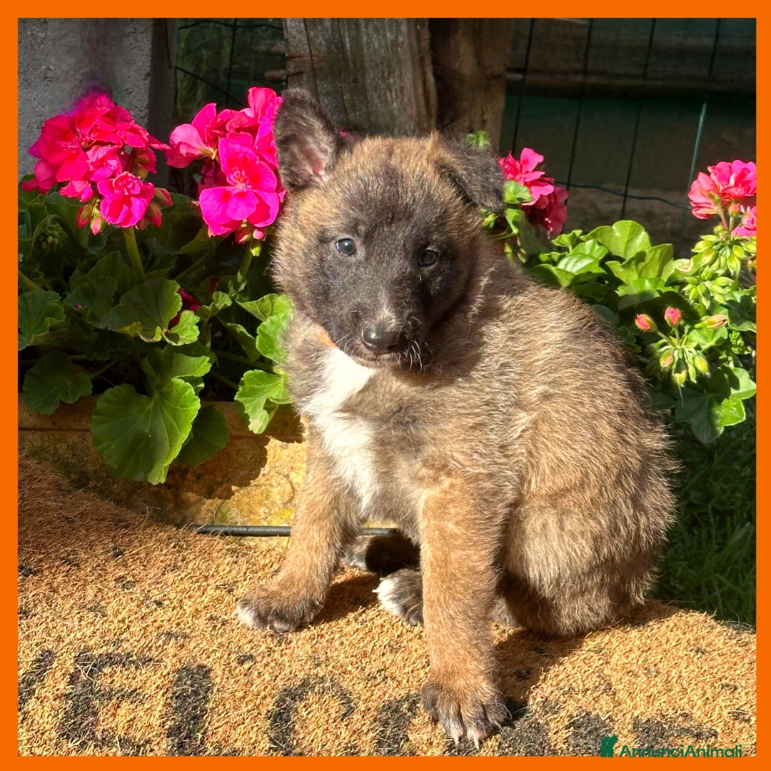 Pastore Belga cani in vendita: Cuccioli Pastore Belga Laekenois  a Città Metropolitana di Firenze - Immagine 11