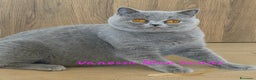British gatti in vendita: Cucciole British shorthair  - Annuncio 21