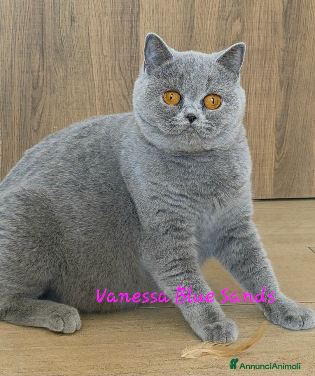British gatti in vendita: Cucciole British shorthair  - Annuncio 21