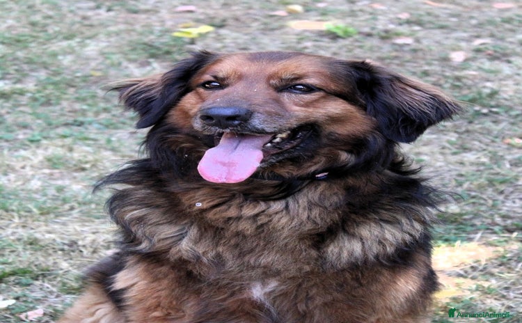 Affenpinscher cani a Città metropolitana di Milano - Annuncio 1