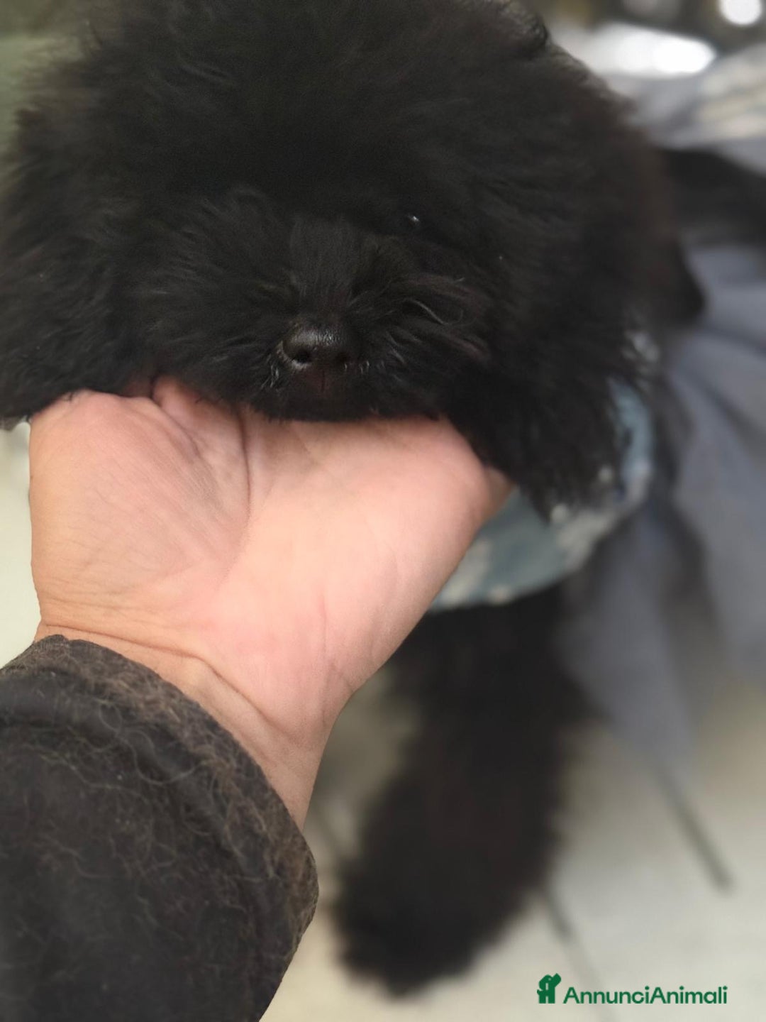 Barboncino Toy cani in vendita: Barboncina piccola toy mini toy nera - Annuncio 2