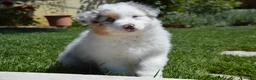Australian Shepherd cani in vendita: Cucciole Australian Shepherd - Annuncio 3