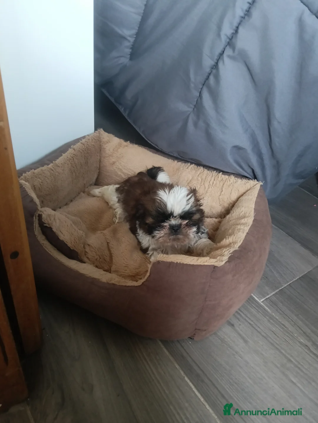 Meticcio cani in vendita: Schitzu femmina con pedigree ENCI  - Annuncio 2