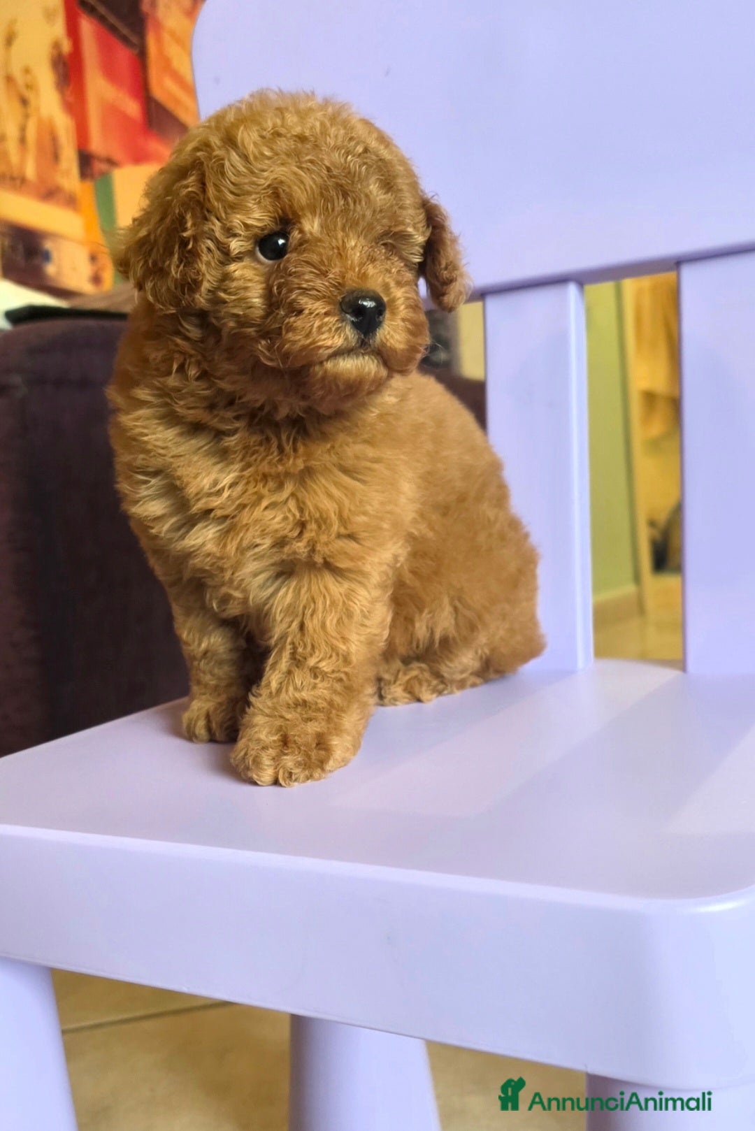 Barboncino Toy cani in vendita: Barboncino  - Annuncio 2