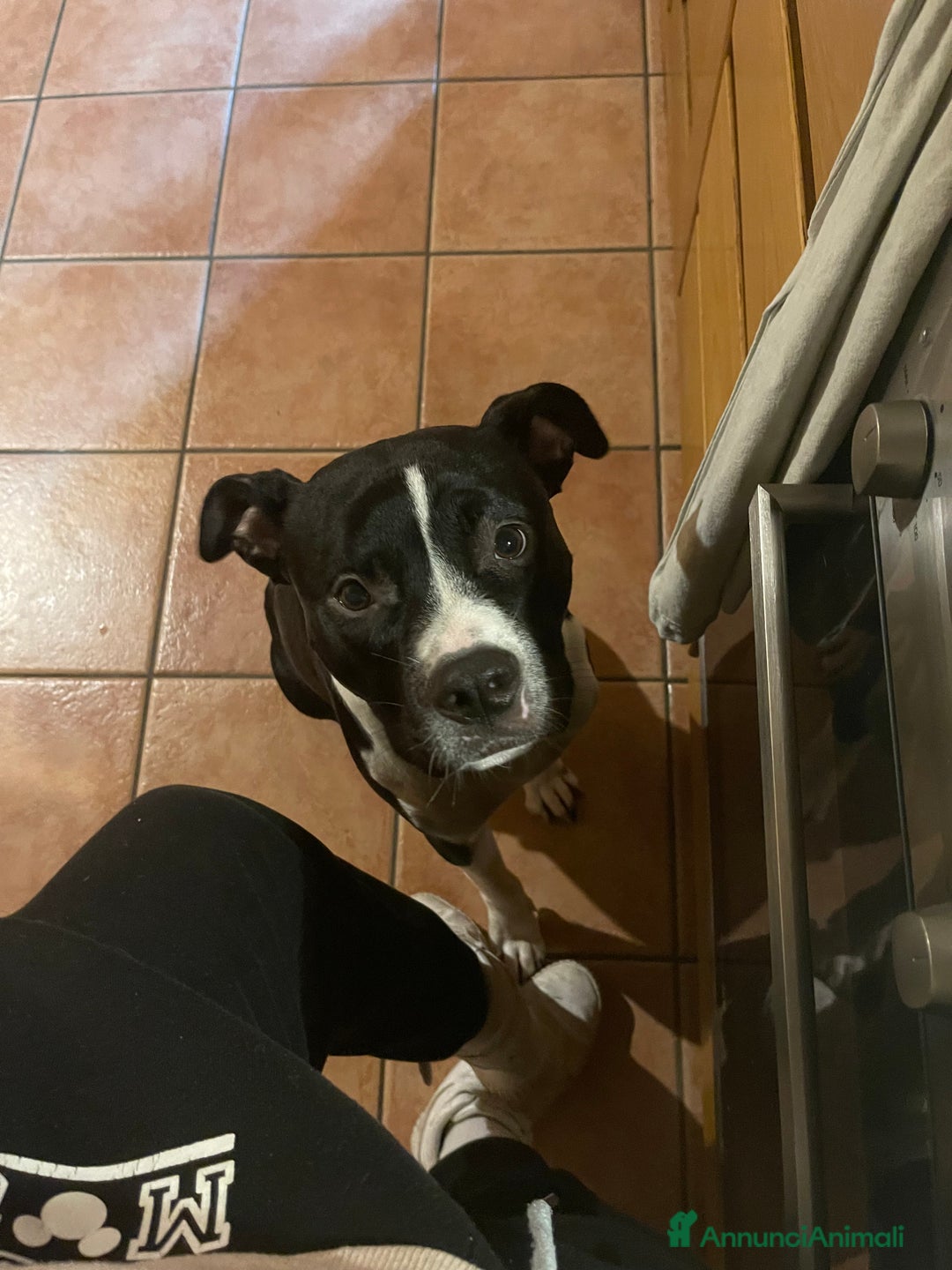 Pitbull cani in regalo: Pitbull di 3 anni - Annuncio 2