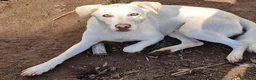 Meticcio cani in regalo: Sono tanto buono, ho 4 anni per 16 kg  - Annuncio 8