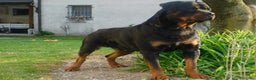 Rottweiler cani in regalo: Rottweiler maschio  - Annuncio 2