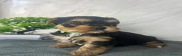 Yorkshire cani in vendita: Adorabili cuccioli di Yorkshire Terrier a Provincia di Verona - Annuncio 5
