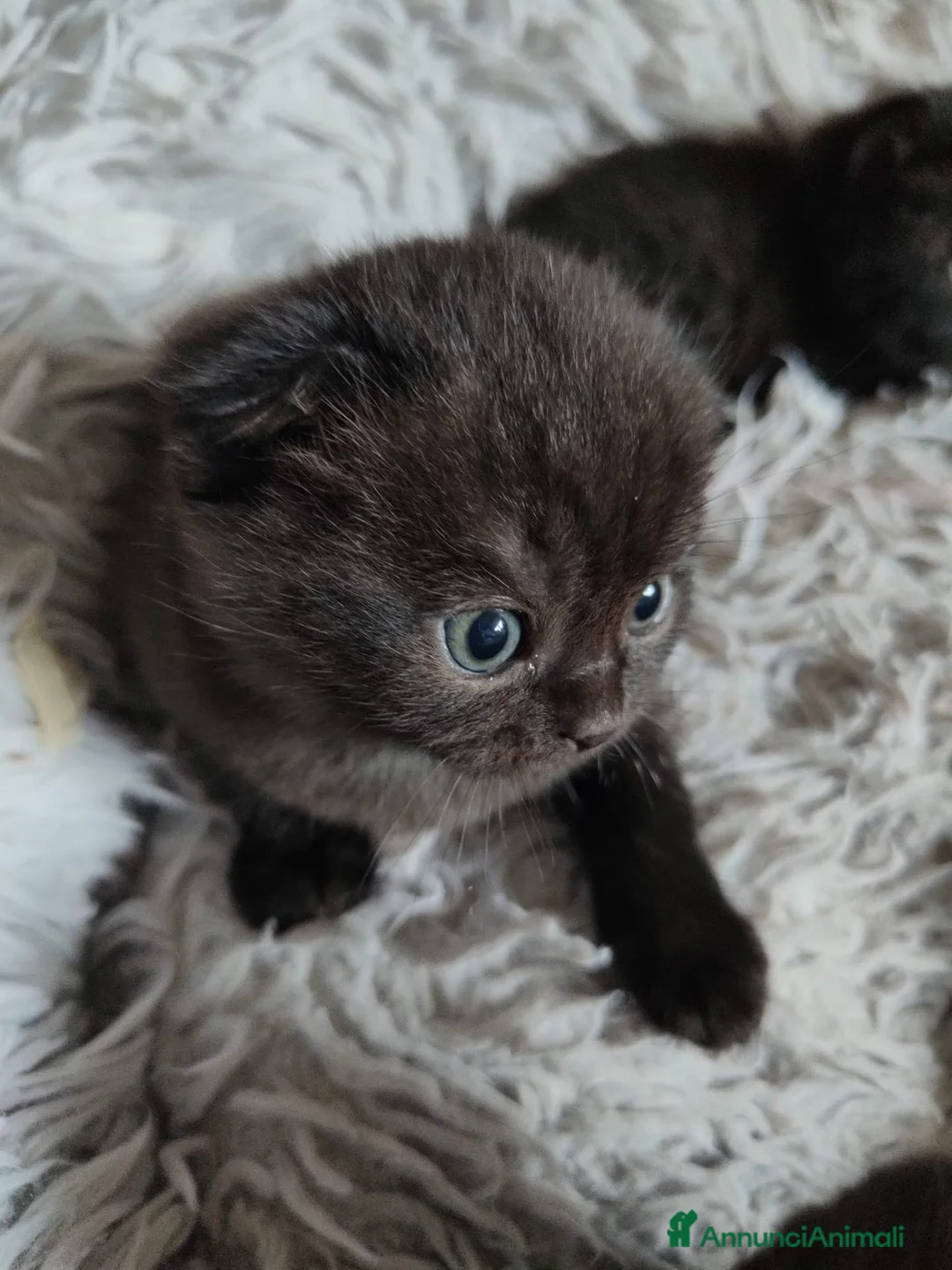 Scottish gatti in vendita: Gattini Scottish Fold & Straight con Pedigree - Annuncio 11