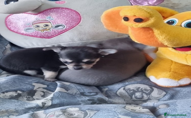 Chihuahua cani a Città Metropolitana di Torino - Annuncio 6