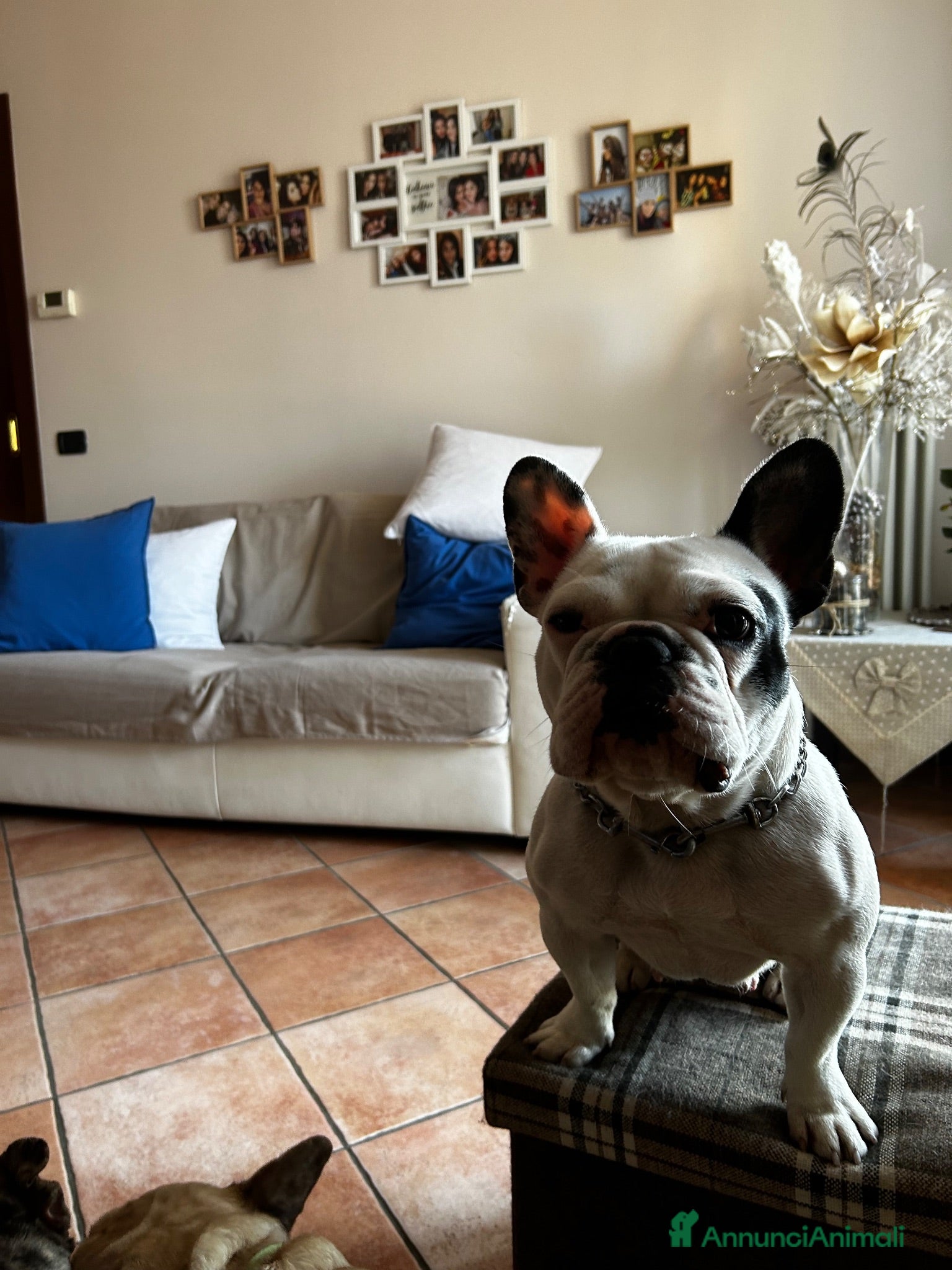 Bulldog Francese cani Bulldog francese  - Annuncio 2