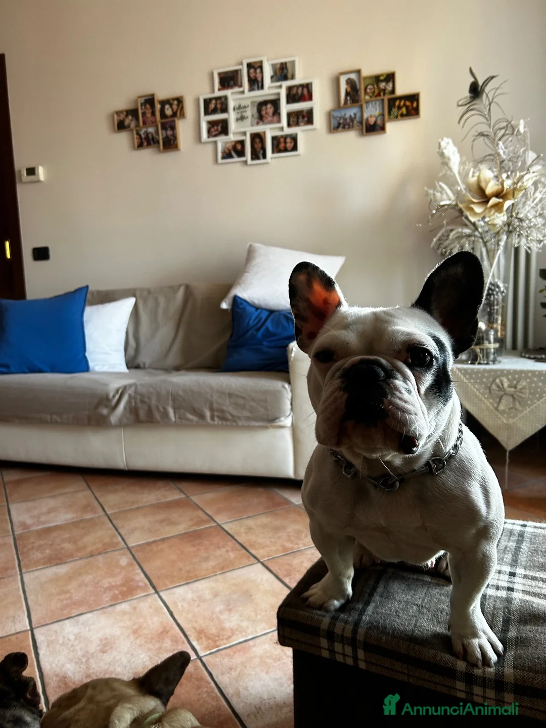 Bulldog Francese cani in vendita: Bulldog francese  - Annuncio 1