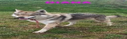 Lupo Cecoslovacco cani in regalo: DIANA bellissima - per esperti a Provincia di Lucca - Annuncio 7