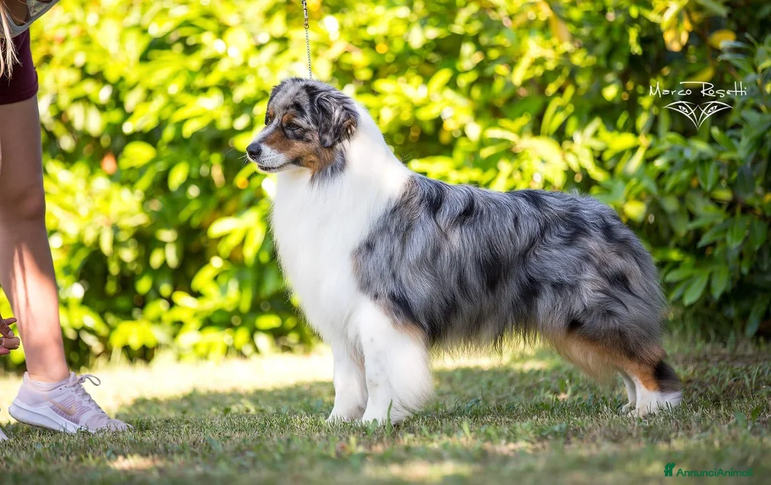 Australian Shepherd cani in vendita: Australian Shepherd pedigree ENCI - Annuncio 2