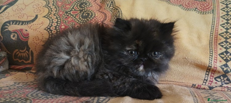 Persiano gatti a Provincia di Pisa - Annuncio 11