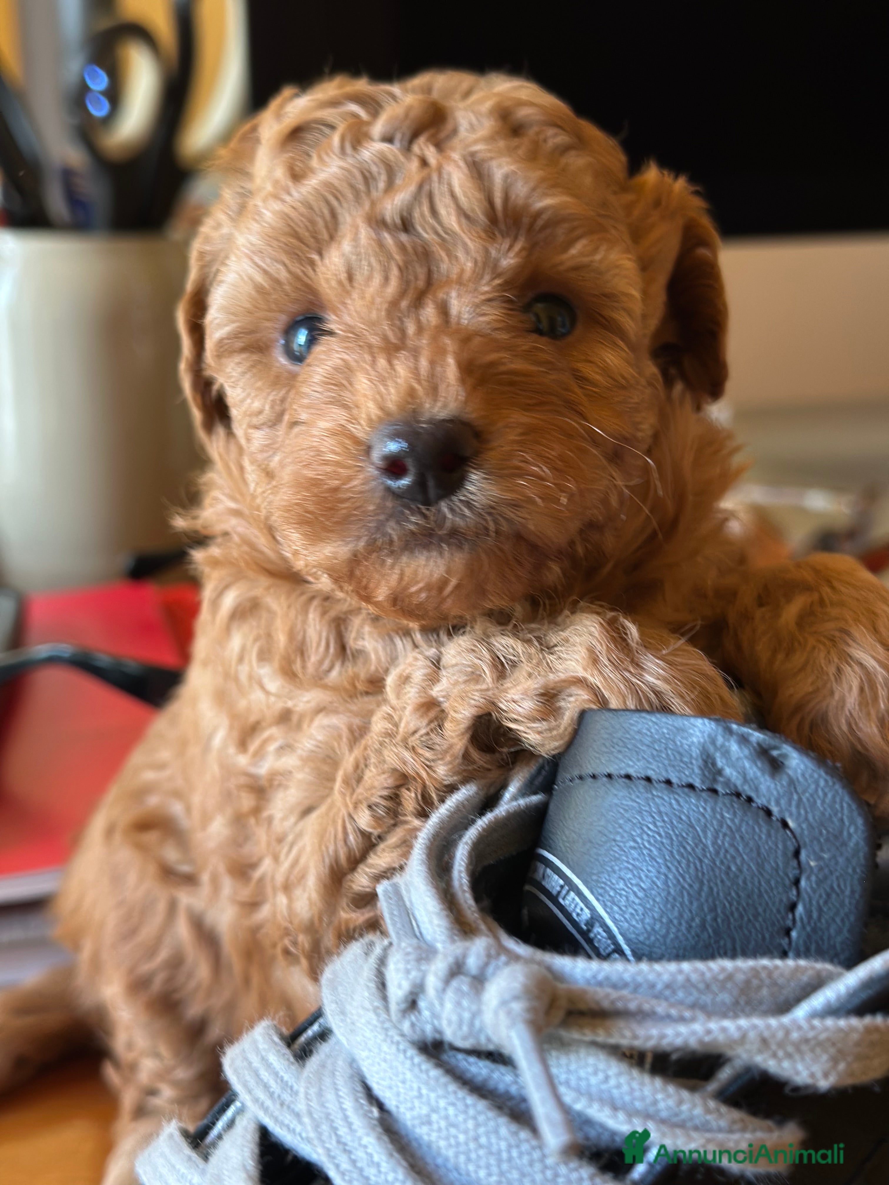 Barboncino Toy cani cuccioli maschietti futuri toy piccoli - Annuncio 3