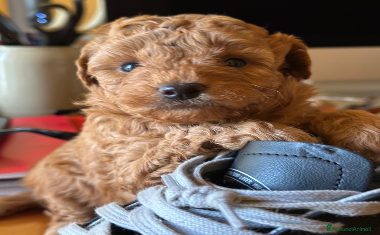 Barboncino Toy cani - Annuncio 7