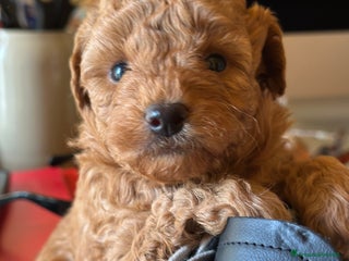 Barboncino Toy cani cuccioli maschietti futuri toy piccoli - Annuncio 23