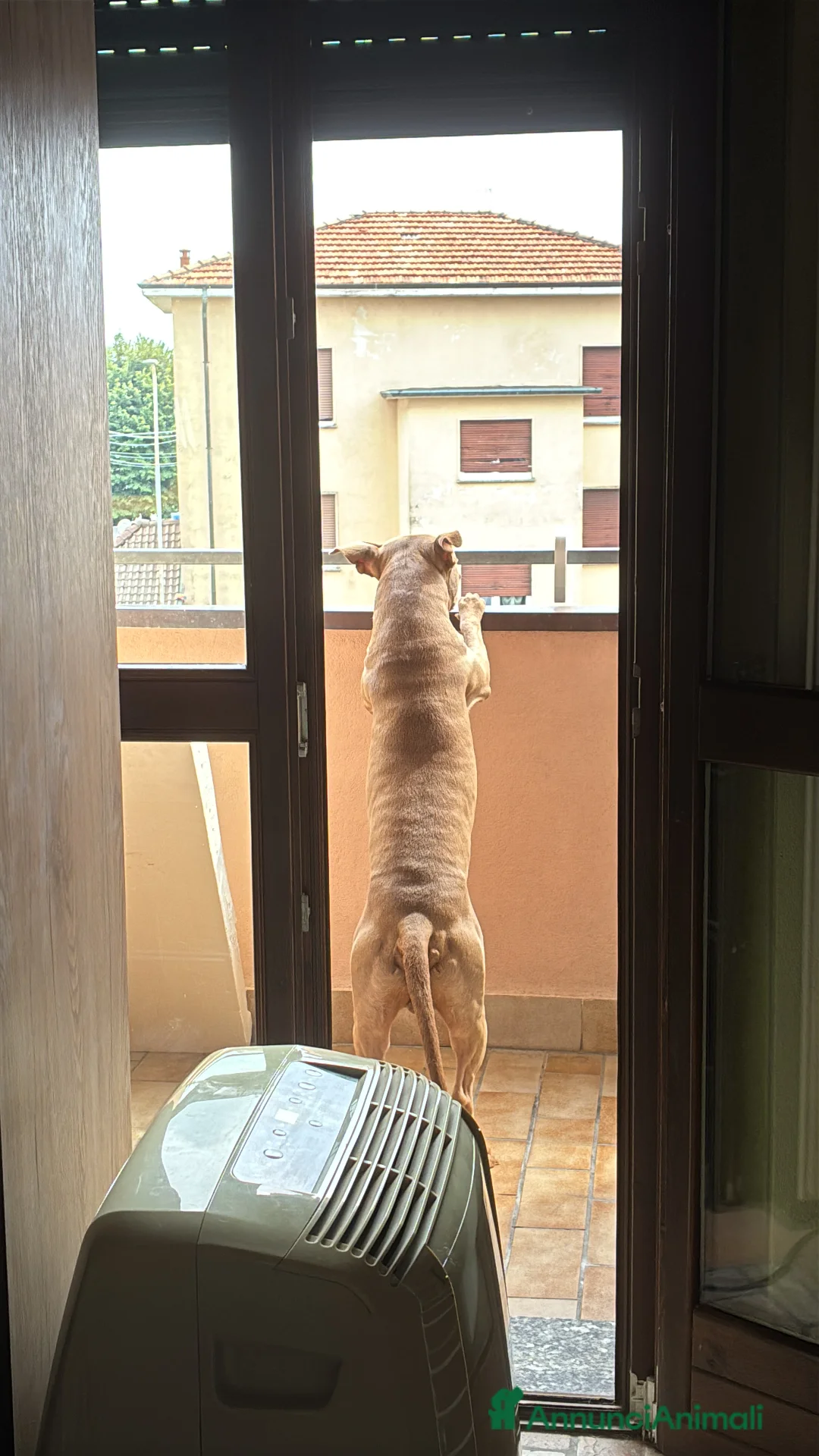 Pitbull cani per accoppiamento: Maschio di pitbull cerca femmina  - Annuncio 8