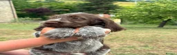 Spinone cani in vendita: Cuccioli di Spinone Italiano - Annuncio 7