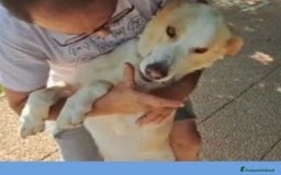 Labrador cani in regalo: Mia 3anni BELLISSIMA mollata dai padroni ROMA a Milano - Immagine 3