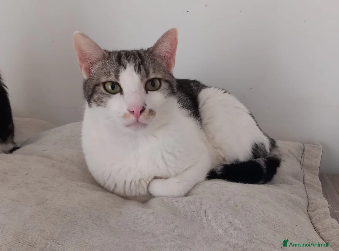 Europeo gatti in regalo: Miele, adorabile gatto da adottare! - Annuncio 3