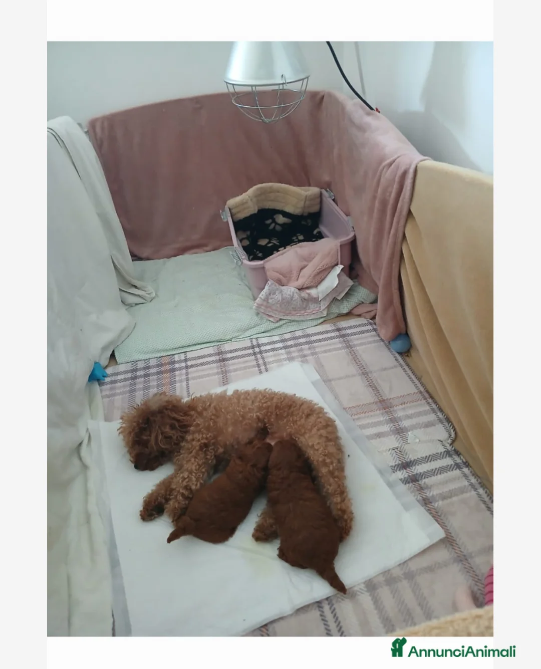 Barboncino Toy cani in vendita: Splendido Barboncino Toy con pedigree – 6 mesi - Annuncio 9