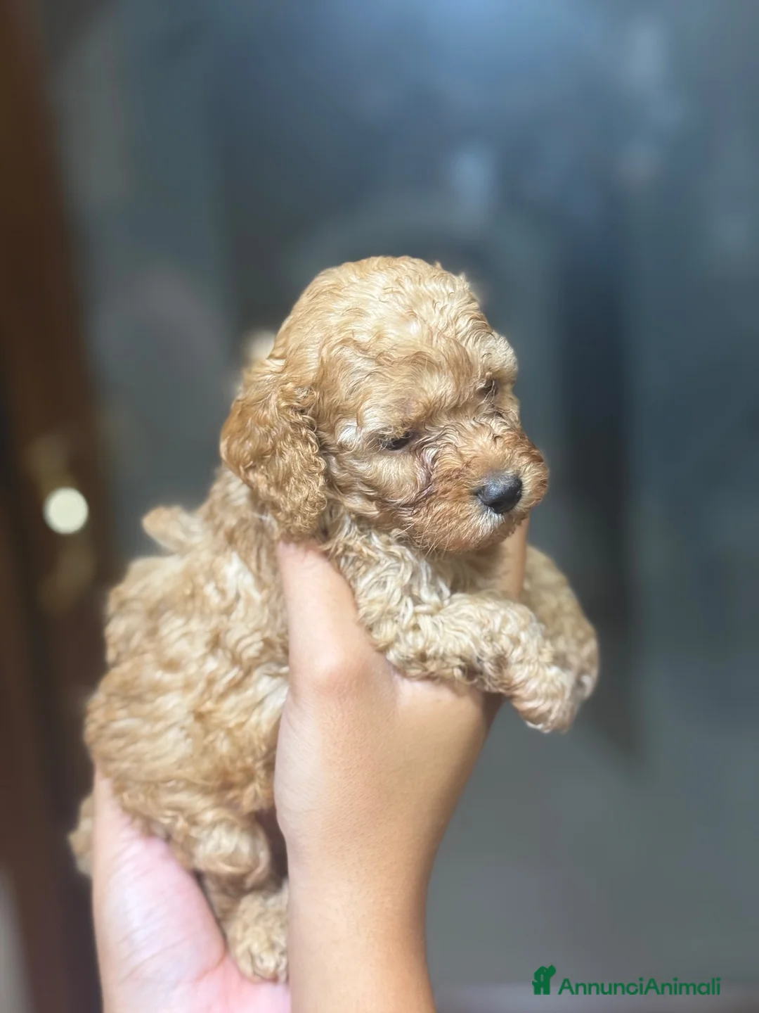 Barboncino Toy cani in vendita: barboncini toy red/albicocca a Provincia di Salerno - Annuncio 29