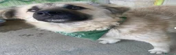 Meticcio cani in regalo: Gianni 12/15mesi tg .equa salvato 6mesi fa LECCO - Annuncio 5