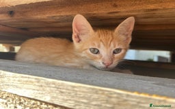 Meticcio gatti in regalo: Cuccioli di 4mesi - Immagine 2