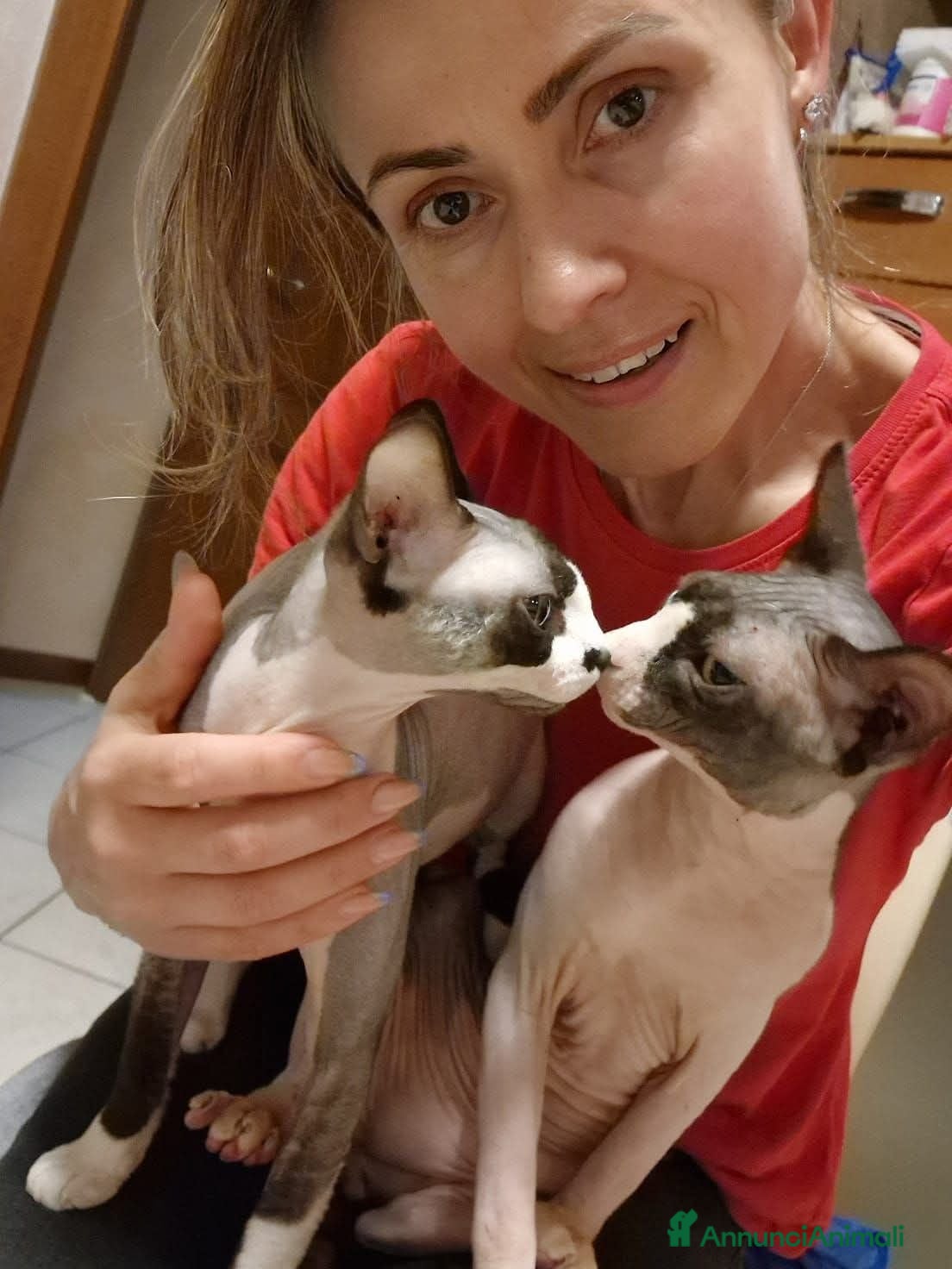Sphynx gatti Strepitosi Sphynx  - Annuncio 1