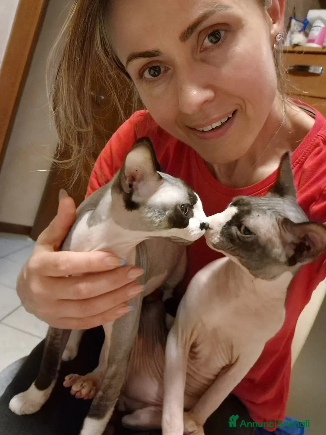 Sphynx gatti in vendita: Strepitosi Sphynx  - Annuncio 1