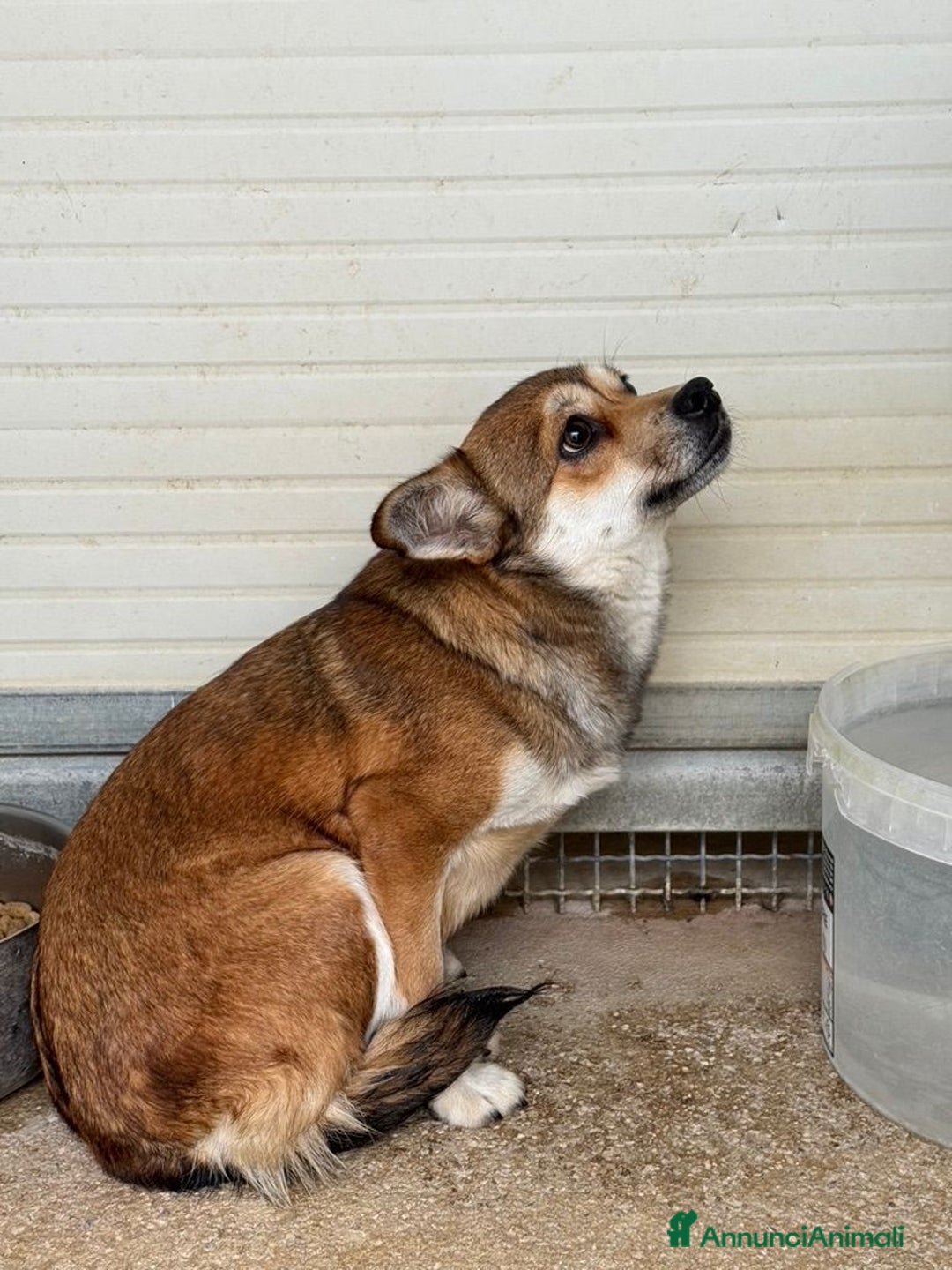 Meticcio cani in regalo: Jenna: taglia piccola super dolce  - Annuncio 6
