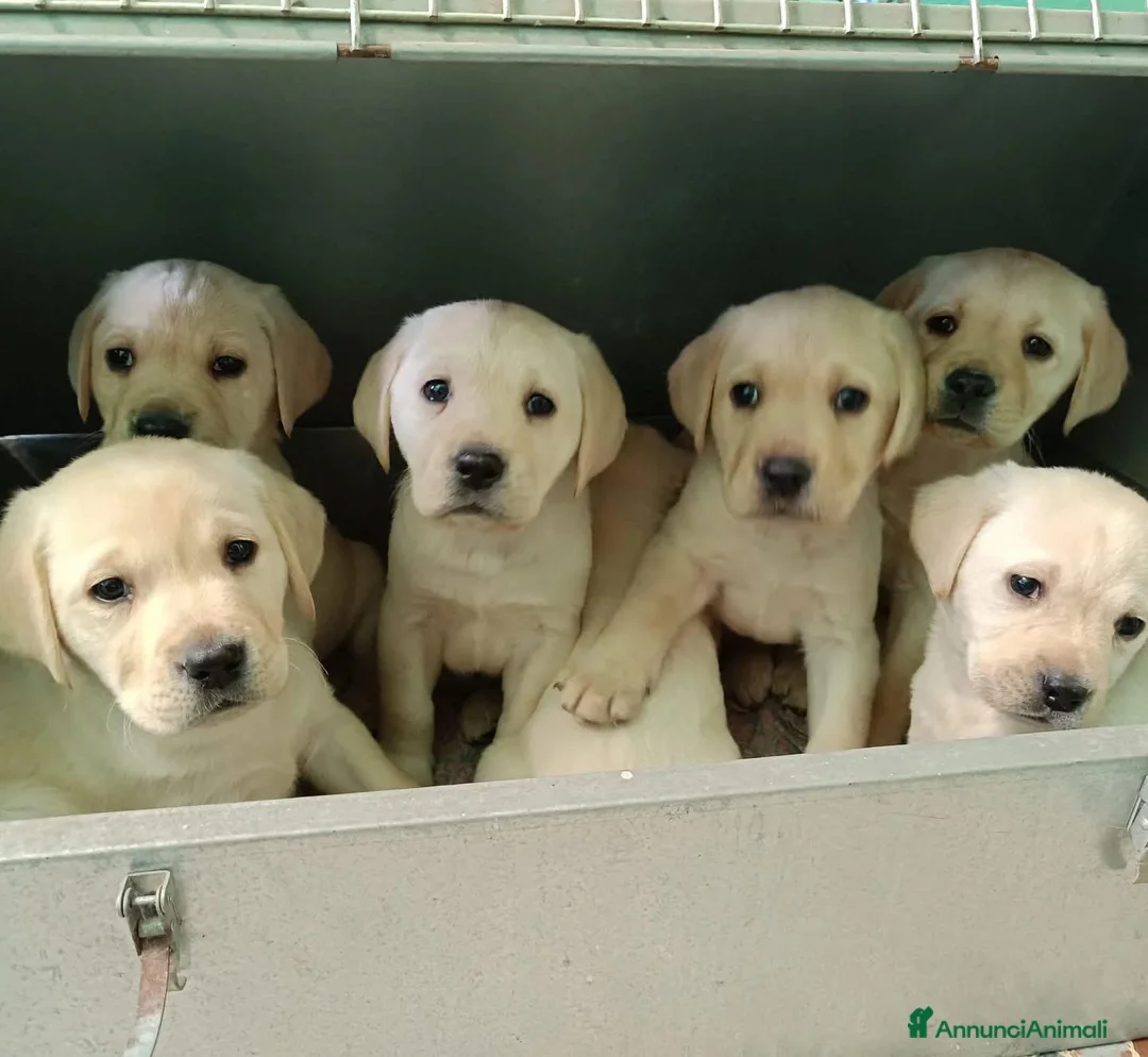 Labrador cani in vendita: Labrador  - Annuncio 2