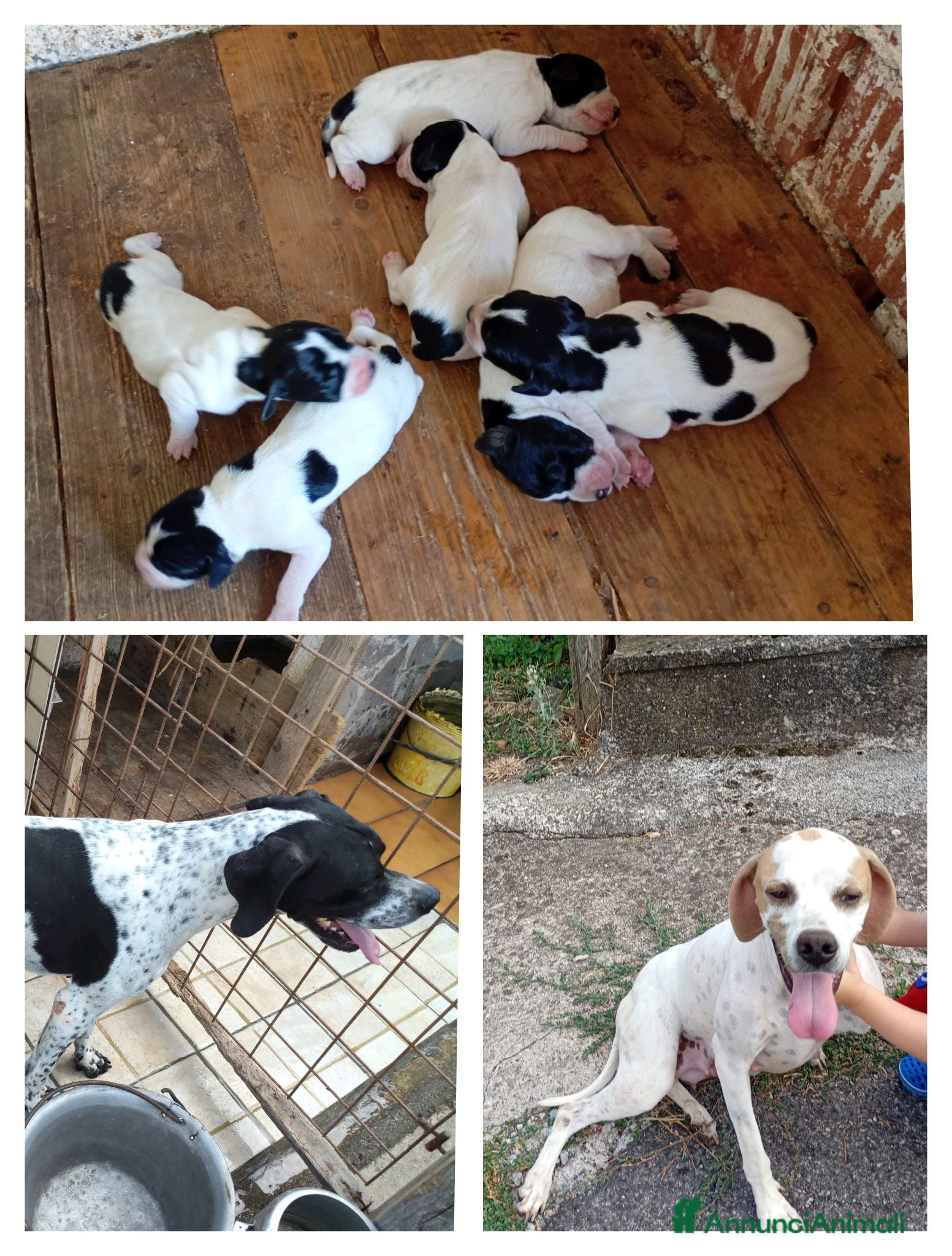 Pointer cani Vendo cuccioli di razza pointer - Annuncio 29