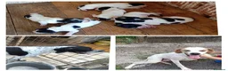Pointer cani in vendita: Vendo cuccioli di razza pointer a Provincia di Brescia - Annuncio 1