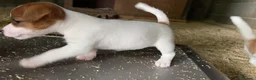 Jack Russell cani in vendita: Jack Russell terrier femmina pelo corto pedigree - Annuncio 10