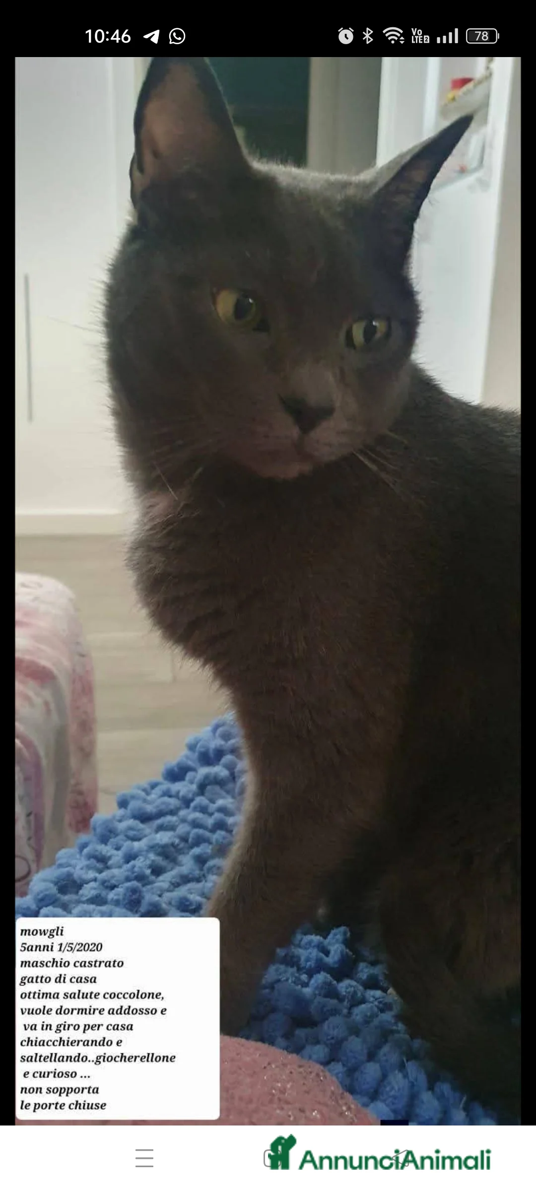 Meticcio gatti in regalo: Sky e Mowgli  - Annuncio 7