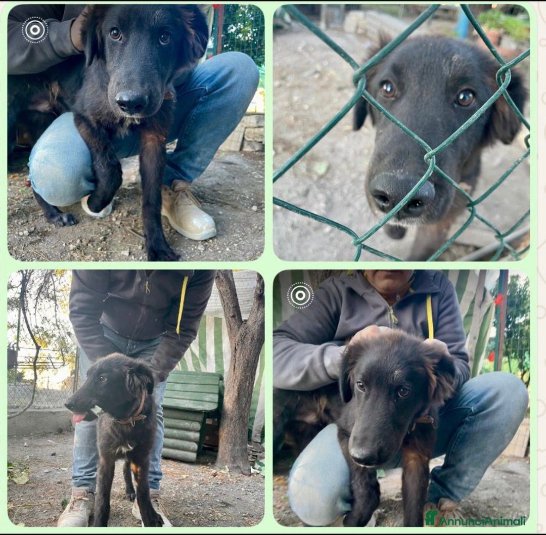 Meticcio cani in regalo: Teddy.. solo perché è nero? - Annuncio 1