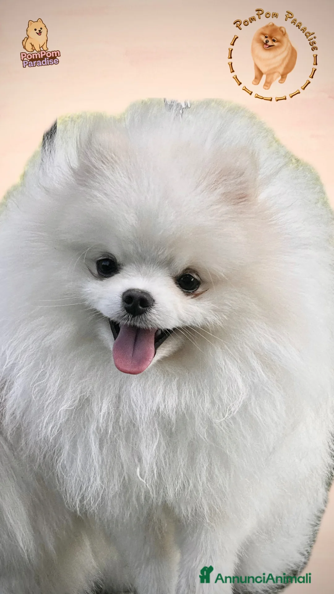 Spitz cani per accoppiamento: Spitz tedesco nano per monta , pedigree enci - Annuncio 2