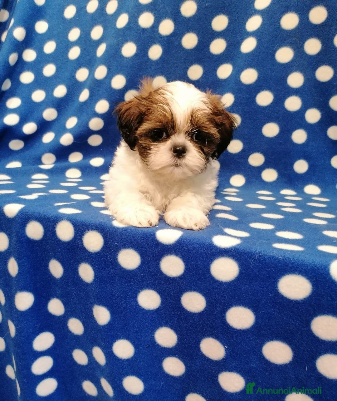 Shih Tzu cani in vendita: Shih Tzu cuccioli taglia toy - Annuncio 6