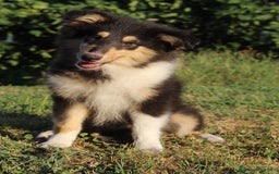 Collie cani in vendita: Cucciola tricolore  a Province of Como - Immagine 7