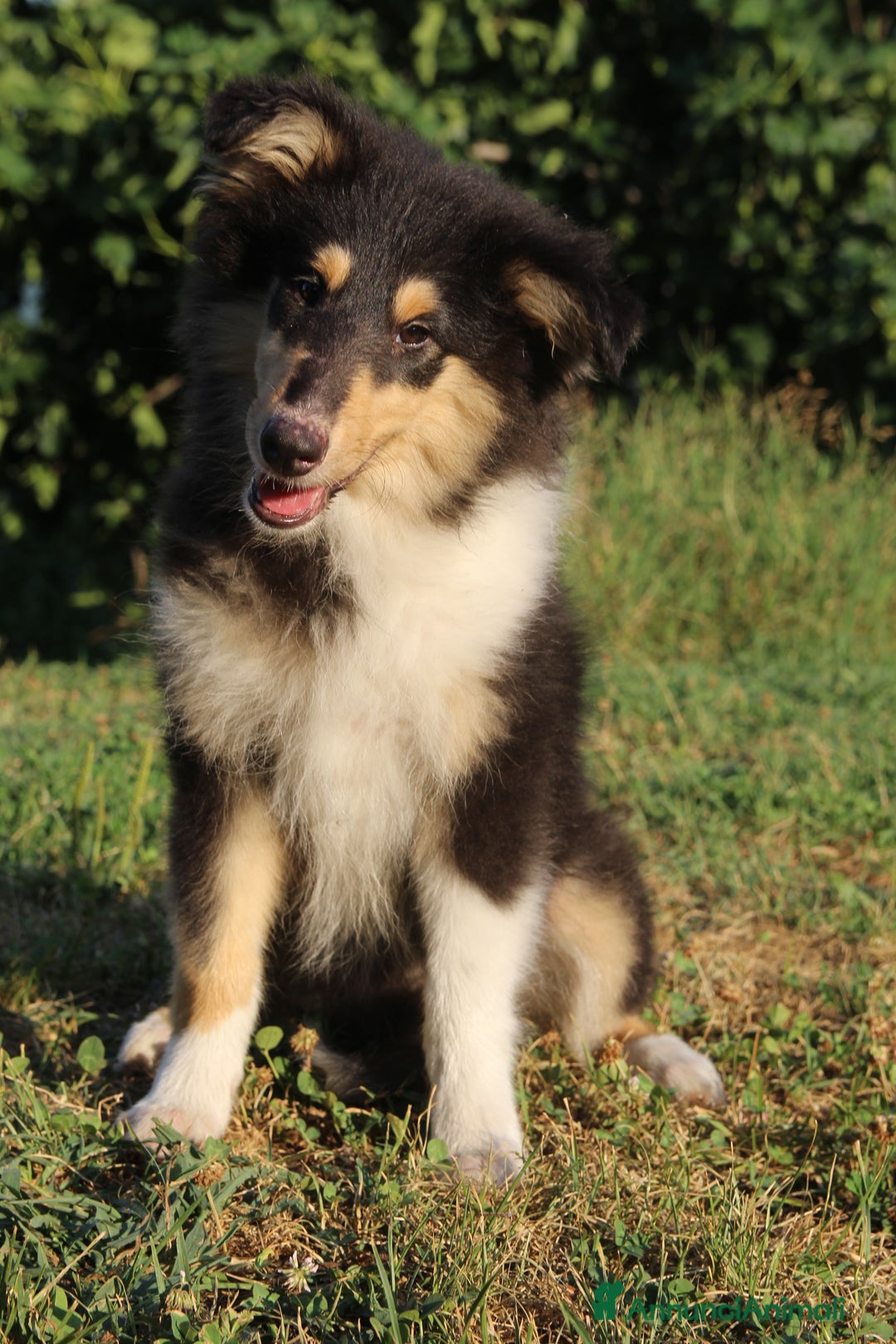 Collie cani in vendita: Cucciola tricolore  a Province of Como - Immagine 7