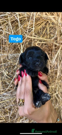 Meticcio cani maltipoo - Annuncio 9