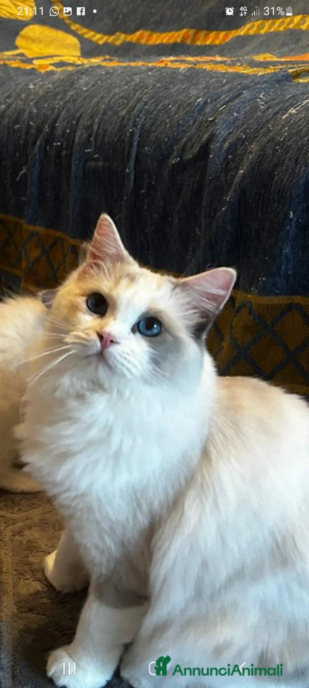 Ragdoll gatti in vendita: Imminente cucciolata ragdoll occhi blu per Pasqua a Provincia di Verona - Annuncio 2