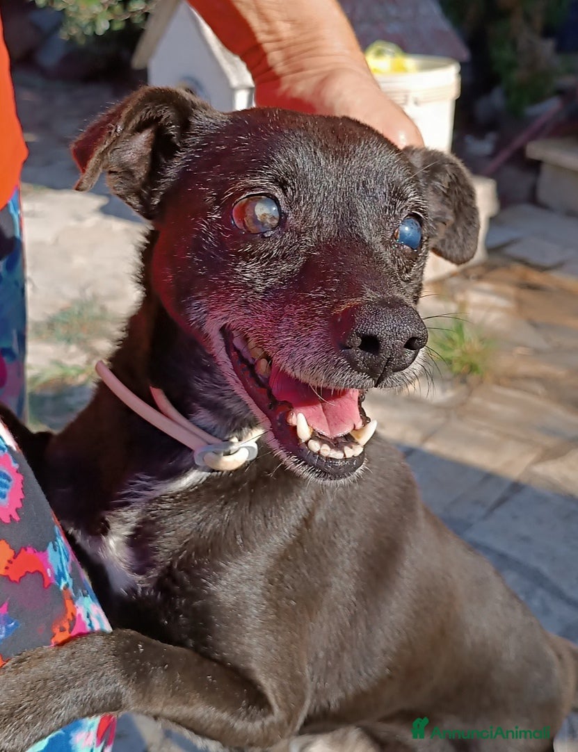 Meticcio cani Bobby super adozione del ❤️ - Annuncio 2