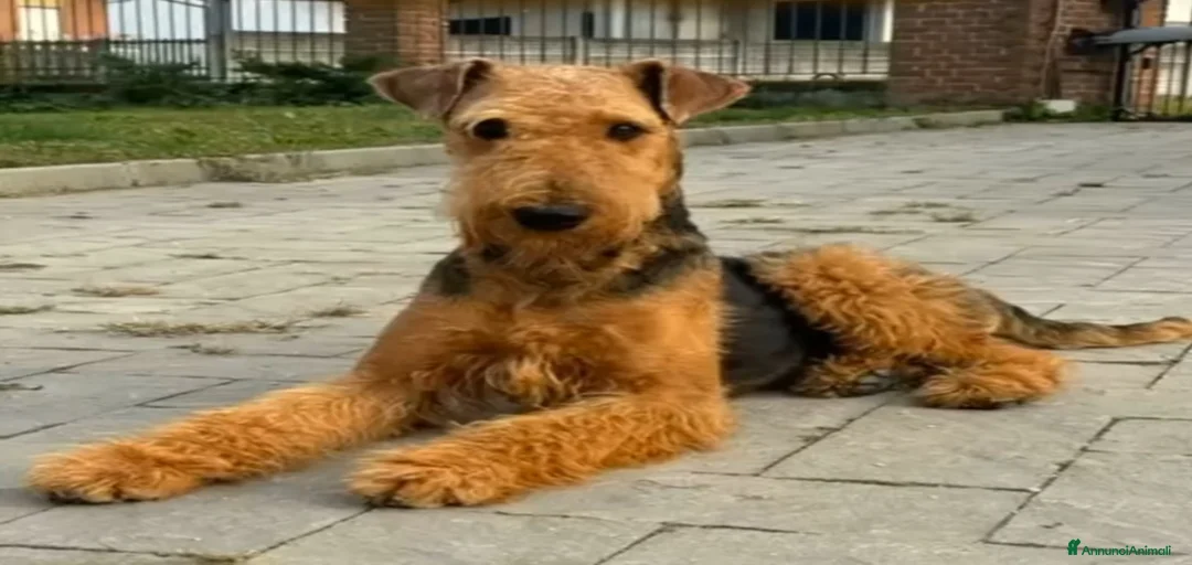 Immagine della galleria {{count}}