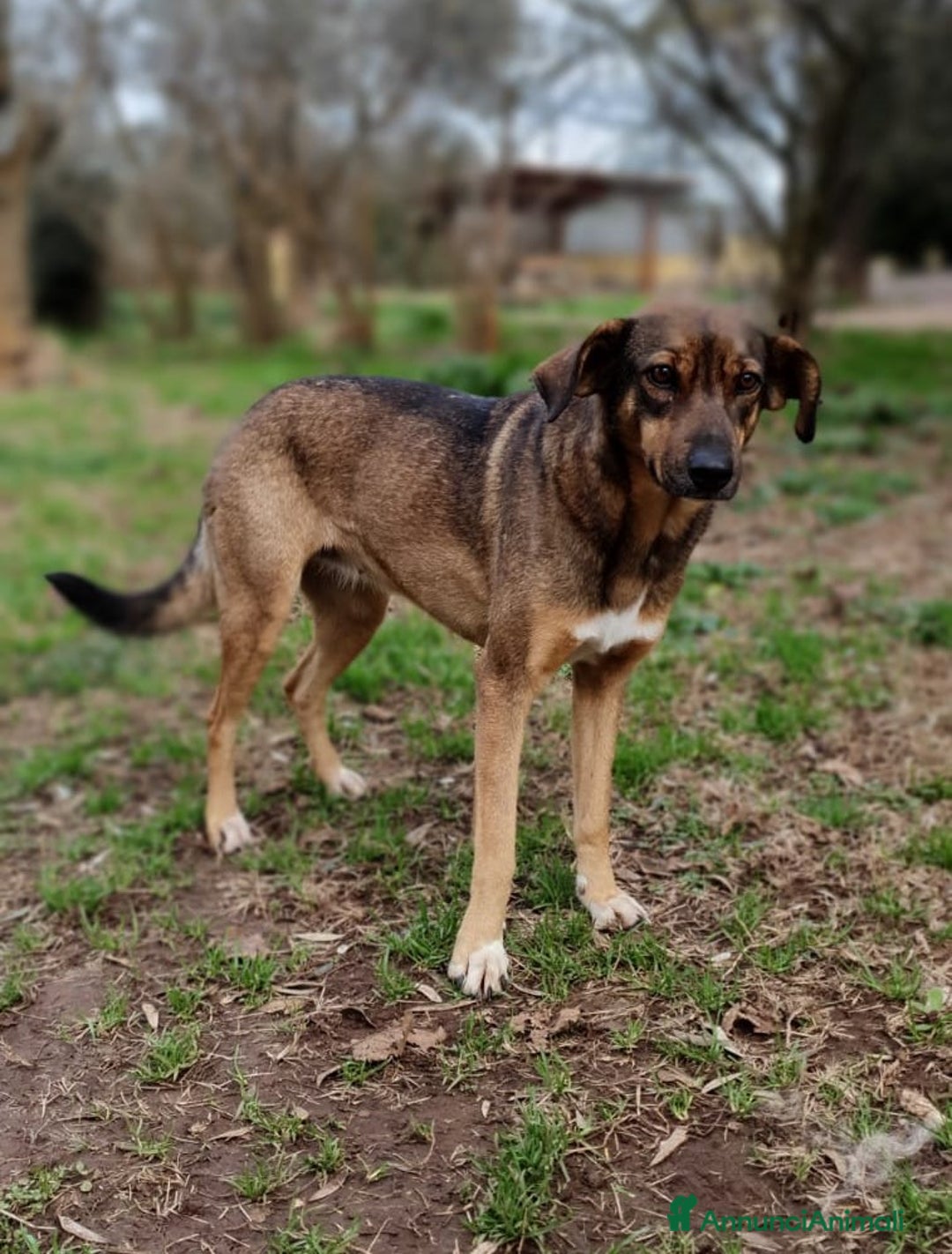 Meticcio cani in regalo: MINA una vita difficile dea raccontare a Pomezia - Annuncio 3